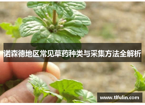 诺森德地区常见草药种类与采集方法全解析